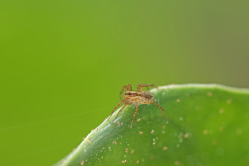 Jeune femelle Araignée Loup sur une feuille avec ses petits.