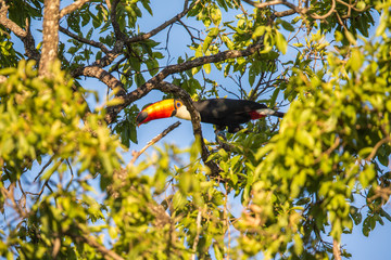 Tukan in Brasilien © Dominik Rueß