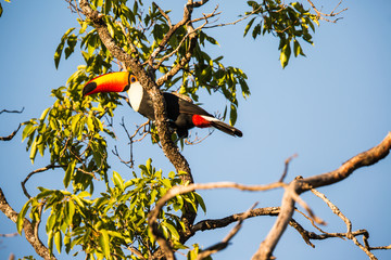 Tukan in Brasilien © Dominik Rueß