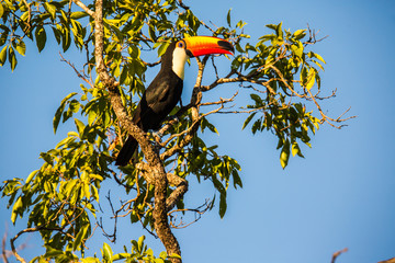 Tukan in Brasilien © Dominik Rueß