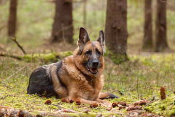 German Shepherd dog lies among cones in a spruce forest