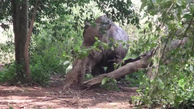 African rhinoceros, Uganda