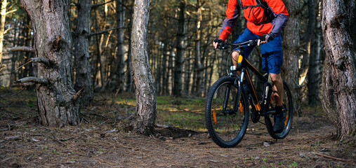 Cyclist Riding the Bike on the Trail in Beautiful Pine Forest. Healthy Lifestyle and Sport Concept.