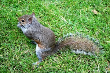 Sciurus carolinensis eats nuts in St. James Park in London, United Kingdom 