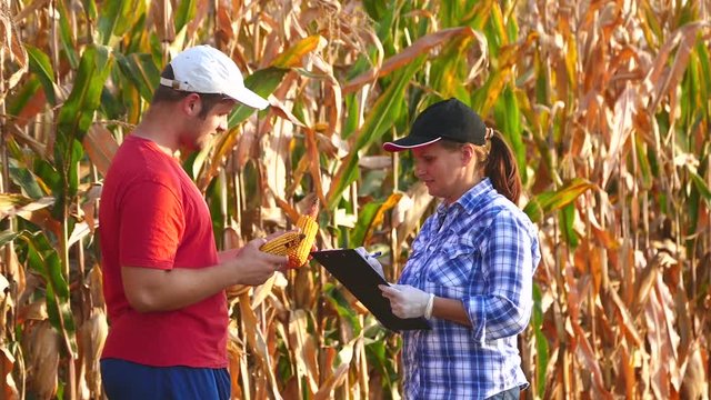 Two agronomists check corncobs and writing data.
