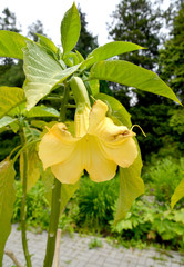 The blossoming brugmansiya hybrid (Brugmansia x hybrida)