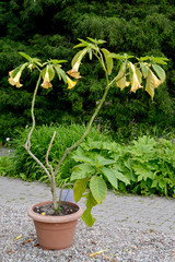 The blossoming brugmansiya hybrid (Brugmansia x hybrida) in a pot in the open air