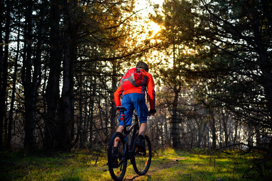 Cyclist Riding the Bike on the Trail in Beautiful Fairy Pine Forest. Adventure and Travel Concept.