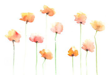 Obraz premium Yellow poppy flowers