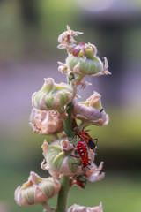 Red bug on dry leaf. Long Bodied bug.Scientific name Lohita grandis.