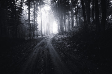 Dark forest road Halloween night landscape