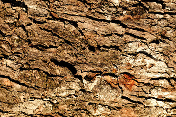 Olive bark background, sunny, close up