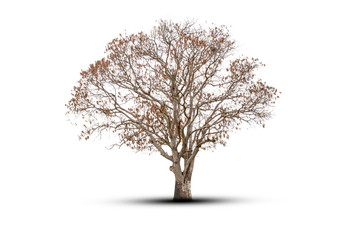 Tree single old and dead tree and young shoot from one root isolated on white background