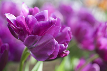 раскрытый бутон цветущего лилового тюльпана