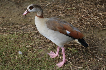 Alopochen aegyptiaca in Hyde Park London, United Kingdom