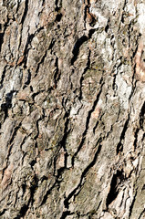 Olive bark background, vertical, close up
