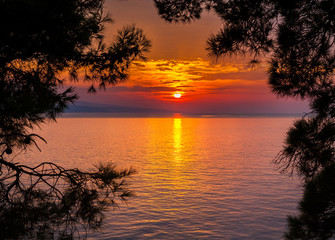 Fototapeta na wymiar sunset through pine trees
