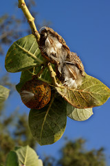 Oscher (Calotropis procera)