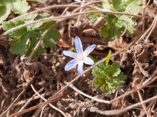 Beautiful Blue Flower Head in the Sun Light