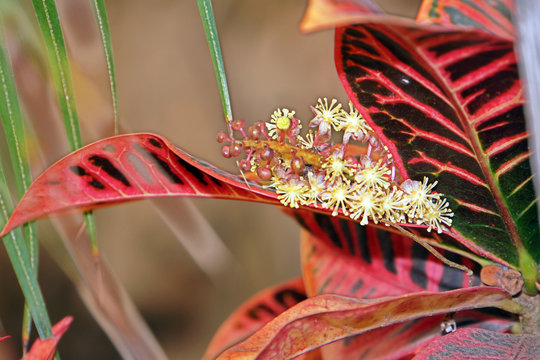 Kroton (Codiaeum variegatum) mit m&auml;nnlicher Bl&uuml;te