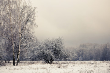 Lonely snow-covered trees in the field. Mainly cloudy