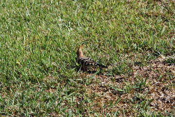 Wiedehopf (Upupa epops) auf einer Wiese