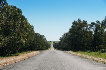 Empty asphalt road beetwen trees.