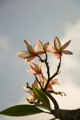 A photo of beautiful Plumeria flowers on a holiday.
