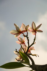 Fototapeta na wymiar A photo of beautiful Plumeria flowers on a holiday.