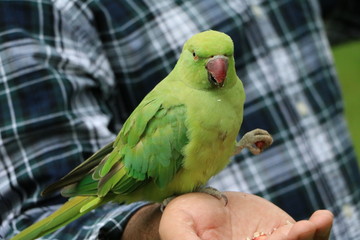 Wild Rose-ringed Parakeet eating in Hyde Park in London, United Kingdom 