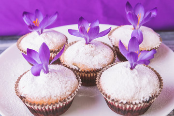 Muffins on white plate, decorated with crocus flower on wooden light purple background. Spring