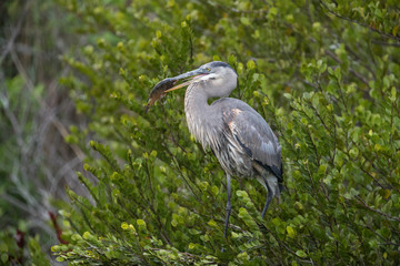 Great blue heron with fish catch