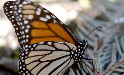 Monarch butterfly