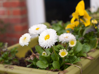 A Beautiful Bunch of Daisies in a Plant Pot