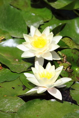 White waterlily flower, Nymphaea Alba
