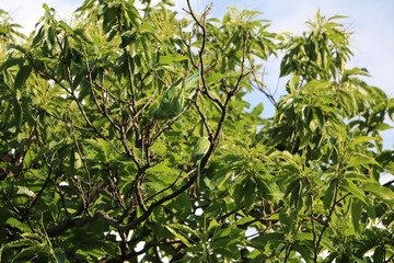 Green Rose-ringed Parakeet in the tree in Hyde Park in London, United Kingdom 