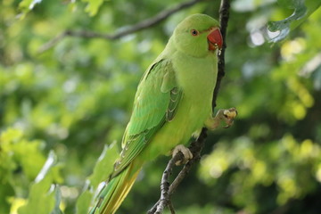 Wild Rose-ringed Parakeet eating in Hyde Park in London, United Kingdom 