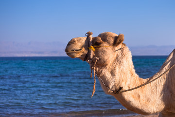 Wakacje w Egipcie. Wielbłąd na plaży - obrazy, fototapety, plakaty