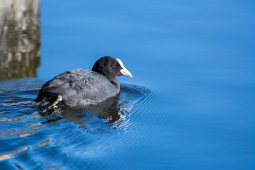 Blässhuhn - Fulica atra