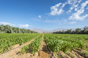 Fototapeta na wymiar Field with ripening corn in the Negev desert. The photo was taken in advanced agriculture area near Eilat, Israel