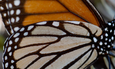 Monarch butterfly