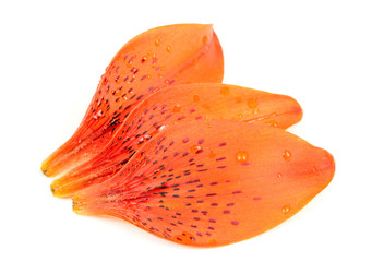 Tiger Lily Petals Isolated