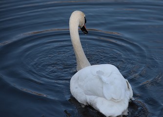 Łabędź niemy © Aneta