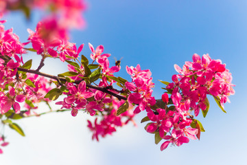 Beautiful branch of a blossoming Cherry Blossoms against the blue sky. Abstract natural background.Copy space