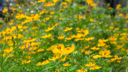 Yellow cosmos flowers in flower garden as blur background - select focus