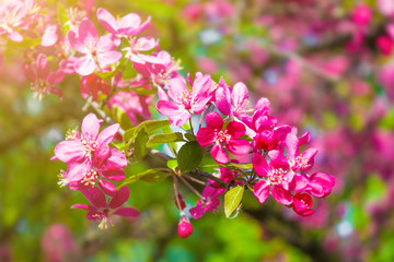 Beautiful Cherry blossom in spring time in the sun. Abstract natural background. selective focus