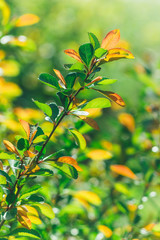 Spring. The escape of the young plants. Branch with young juicy bright leaves in the sun. Natural background