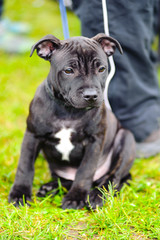 Portrait of a black and white Staffordshire Bull Terrier sitting