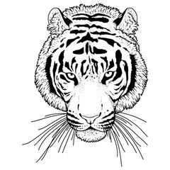Tiger Head Illustration Vector