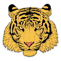 Tiger Head Illustration Vector